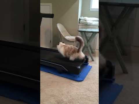 Cat Doesn't Understand Treadmills #shorts