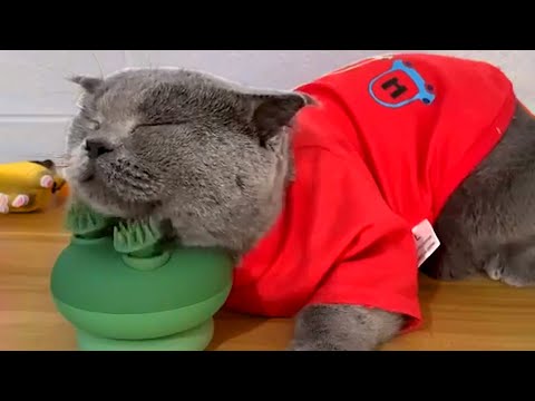 Cat Falls Asleep on Massage Toy | Funny Pet Videos