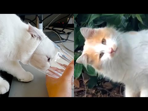 Cat Gets Head Stuck In Cup | Funny Pet Videos