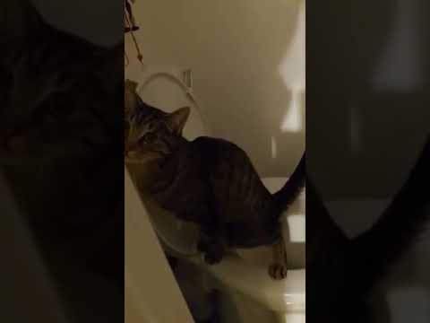 Cat Gets Interrupted Mid Stream #shorts