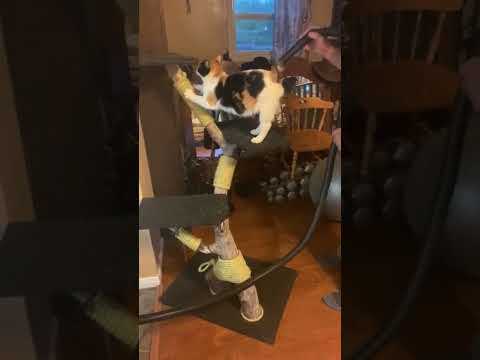 Cat Gets Tail Vacuumed #shorts