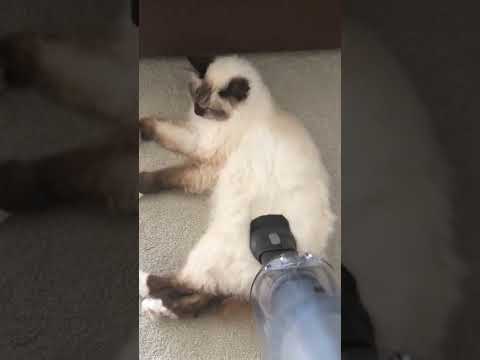 Cat Gets Vacuumed #shorts