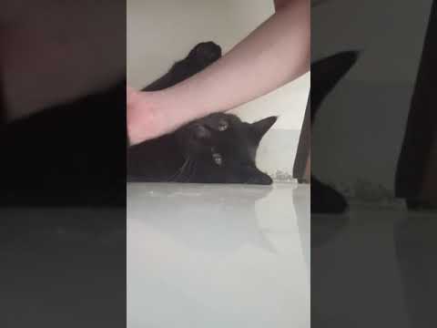 Cat Goes From Angel To Devil In Seconds #shorts