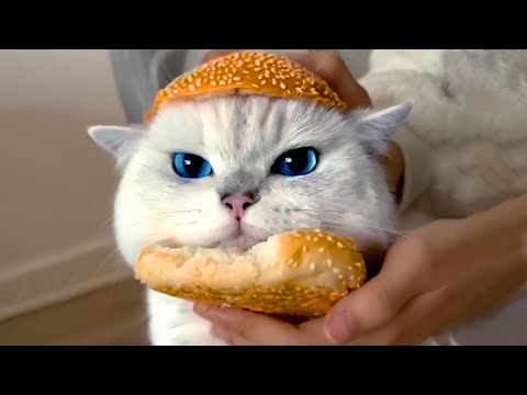 Cat Hamburger | Funny Pet Videos
