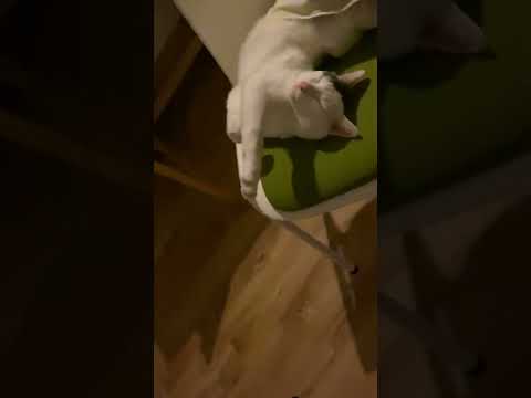 Cat Lays On Chair In Silly Way #shorts