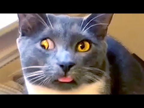 Cat Makes Funny Face To Camera | Funny Pet Videos