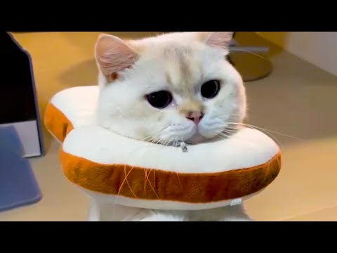 Cat Sammich | Funny Pet Videos