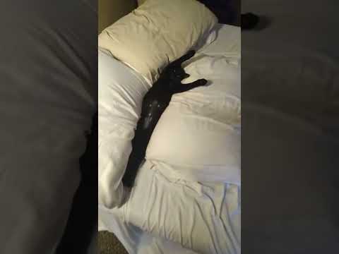 Cat Sleeps In-between Pillows #shorts