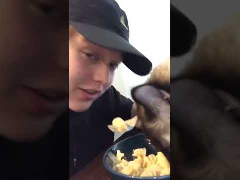 Cat Steals Mac and Cheese #shorts