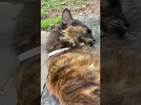 Cat tries to Groom Itself #shorts