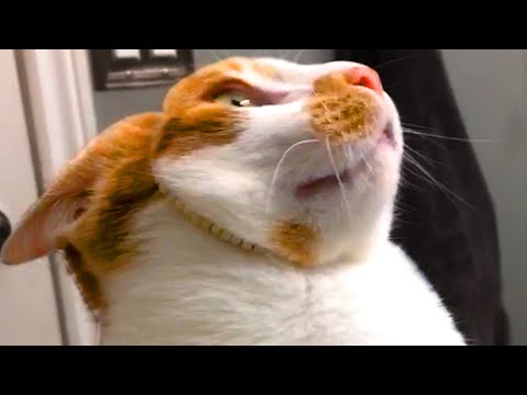 Cat Was Not Expecting That | Funny Pet Videos