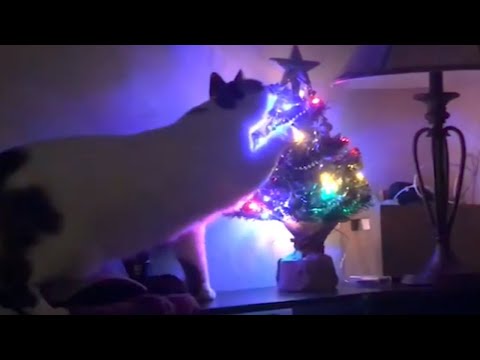 Cats and Christmas Trees 🎄 [Funny Pets]