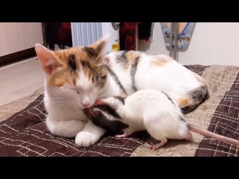 Cats and Mouse Reaction Compilation 😹🐁 [Funny Pets]