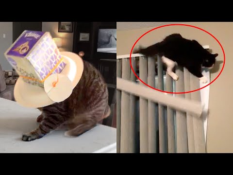 Cats Are Hilariously Clumsy | Funny Pet Videos