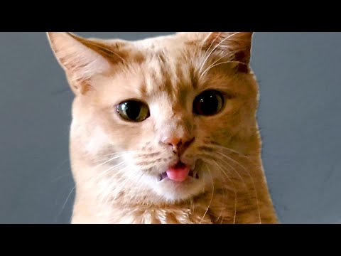 Cats Are Hilariously Cute | Funny Pet Videos