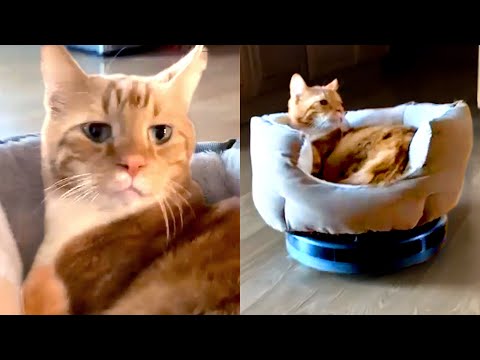 Cats Don't Give A F*** | Funny Pet Videos