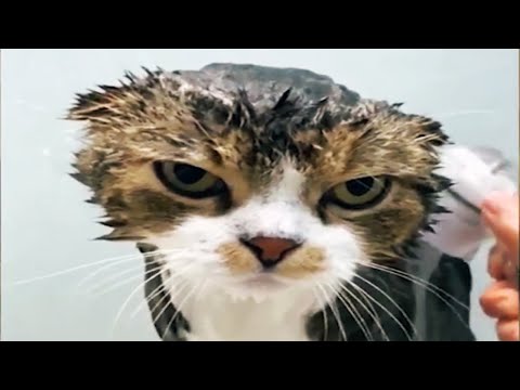 Cats Hate Water! - Funny Cats in Water Compilation 😂 [Funny Pets]