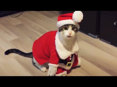 Cats in Christmas Costumes 🎅 [Funny Pets]