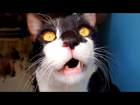 Confused Cat is Adorable | Funny Pet Videos