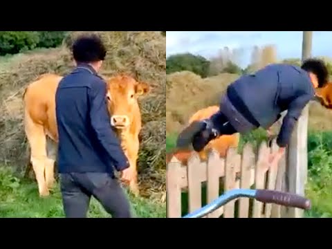 Cow CHARGES at man 😮 | FUNNY VIDEOS