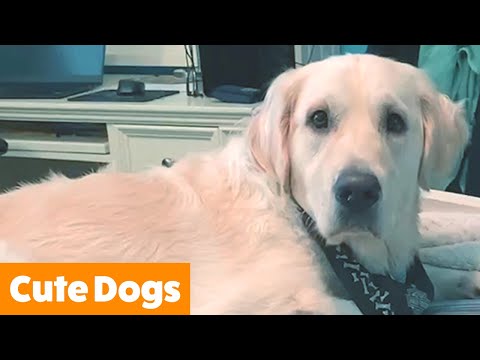 Cut Funny Dog Bloopers | Funny Pet Videos