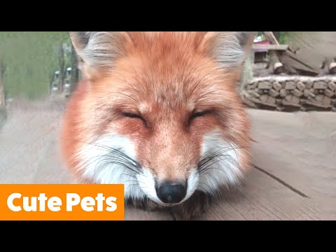Cute Adorable Silly Pets | Funny Pet Videos