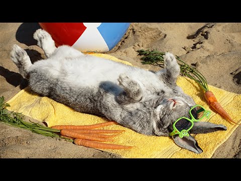 Cute and Funny Bunnies On TikTok 🐰 [Funny Pets]