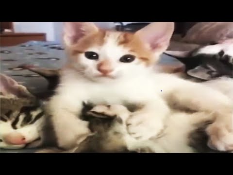 Cute Animals on Tik Tok - Funny Animals on TikTok Compilation 😻 [Funny Pets]