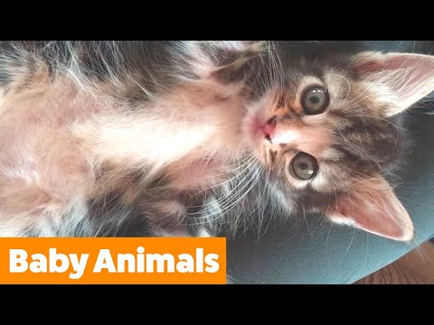Cute Baby Animal Bloopers | Funny Pet Videos
