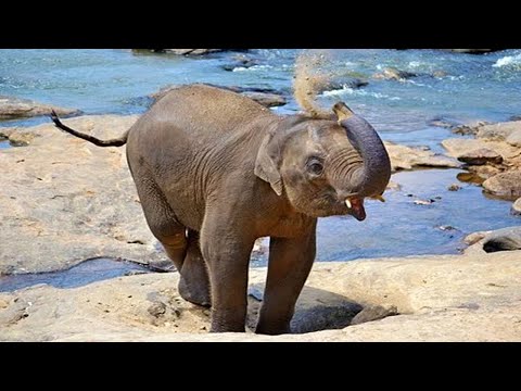 Cute Baby Elephants Compilation 🐘 [Funny Pets]