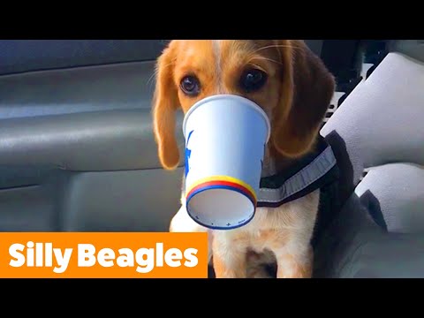 Cute Beagle Bloopers & Reactions | Funny Pet Videos