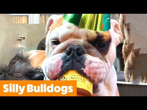 Cute Bulldog Bloopers & Reactions | Funny Pet Videos