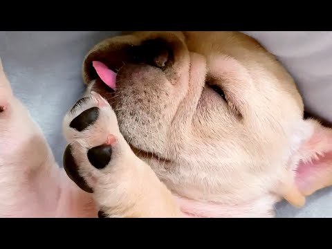 Cute Bulldog Falls Asleep | Funny Pet Videos
