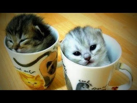 Cute Cats 🐱🐱 Funny and Crazy Cats (Full) [Funny Pets]