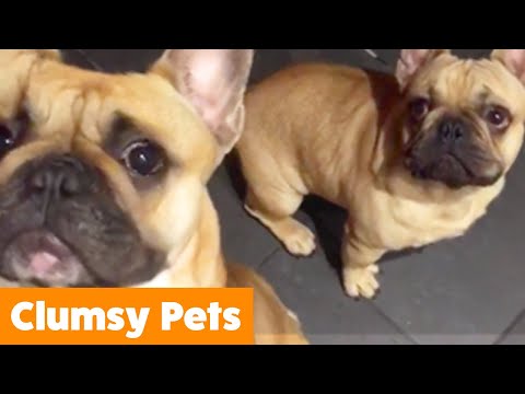Cute Clumsy Pets | Funny Pet Videos