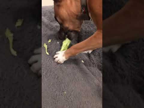Cute Dog Eats Broccoli #shorts