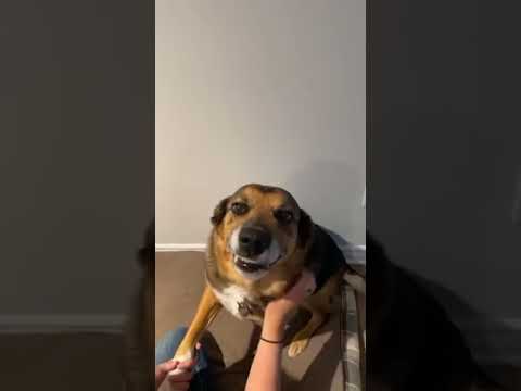 Cute Dog Loves Scratchies #shorts