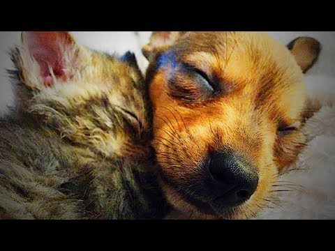 Cute Fluffy Pets 😂😍 Funny Fluffy Animals (Full) [Funny Pets]
