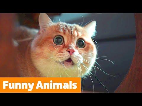 Cute Funny Animals | Funny Pet Videos