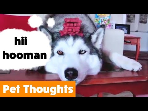 Cute Funny Animals Thoughts | Funny Pet Videos