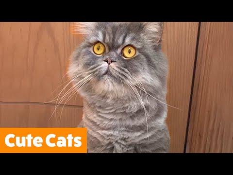 Cute Funny Cats | Funny Pet Videos
