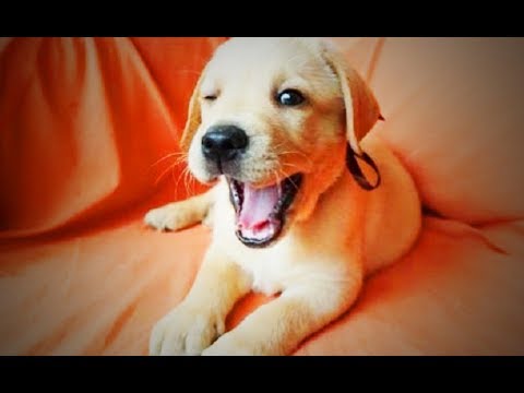Cute Funny Labradors 🐶😂Cute Dogs Playing (Full) [Funny Pets]