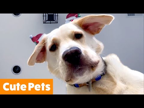 Cute Pet Reactions & Bloopers | Funny Pet Videos