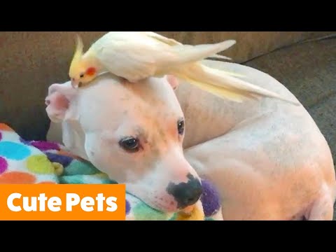 CUTE PETS! Funniest Animals of the Week