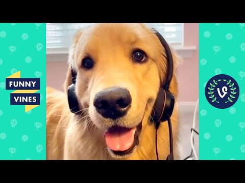 "CUTE PETS! 😍" | TRY NOT TO LAUGH - FUNNY ANIMAL VIDEOS