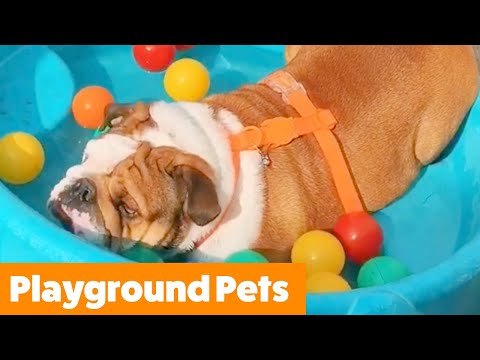 Cute Playground Pets | Funny Pet Videos