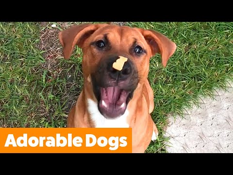 Cute Silly Dogs | Funny Pet Videos