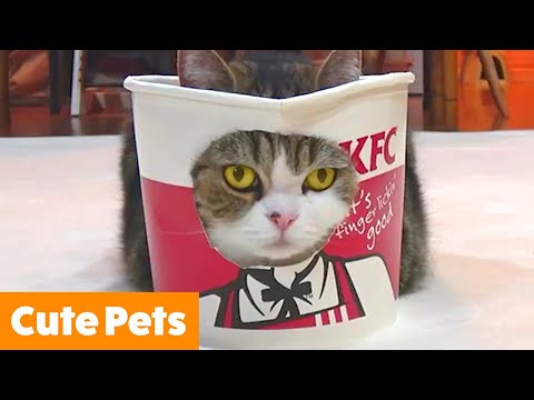 Cute Silly Pets | Funny Pet Videos