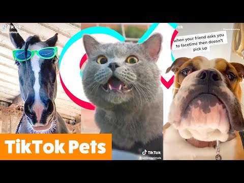 Cute TikTok Animals | Funny Pet Videos