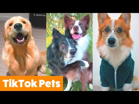 Cute TikTok Pets to Make You Laugh | Funny Pet Videos